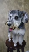 Angelo - Schnauzer Dog