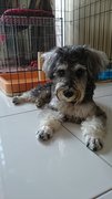 Angelo - Schnauzer Dog