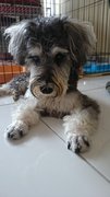 Angelo - Schnauzer Dog