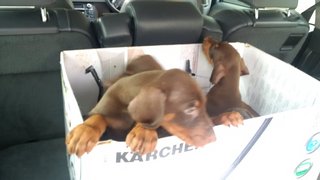 Doberman Puppies Red Colour - Doberman Pinscher Dog