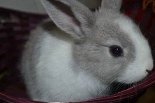 Feifei - New Zealand Rabbit