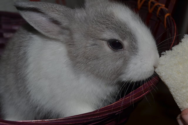 Feifei - New Zealand Rabbit