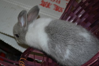 Feifei - New Zealand Rabbit