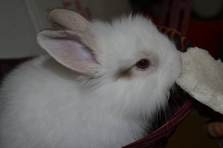 Alicia - New Zealand Rabbit