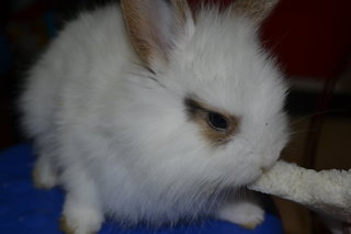 Jasmine - New Zealand Rabbit