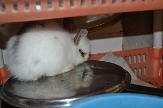 Jasmine - New Zealand Rabbit