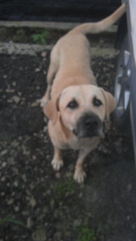 Rash, Hari &amp; Ashok - Labrador Retriever Mix Dog