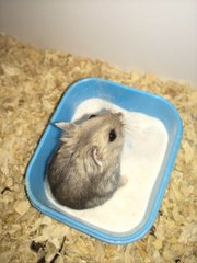 Dada - Short Dwarf Hamster + Common Hamster Hamster