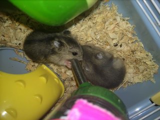 Dada - Short Dwarf Hamster + Common Hamster Hamster