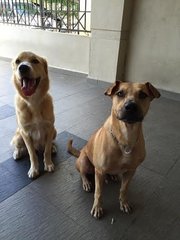 Prince - Golden Retriever Mix Dog