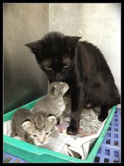 Lucy and her kittens at 2 weeks