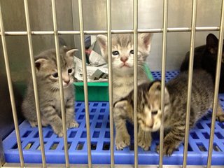 Lucy's kittens -- Huey, Dewey and Louie -- at 3 weeks