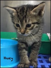 19 Nov 2014 : Huey (4.5 weeks)