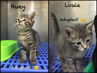 24 Nov 2014 : Huey and Louie have been adopted! :-)