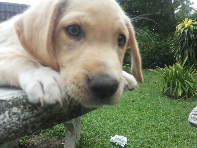 Ipoh - Sheamus - Labrador Retriever Dog