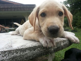 Ipoh - Sheamus - Labrador Retriever Dog