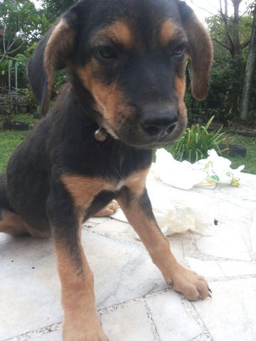 Ipoh - Winky - Mixed Breed Dog