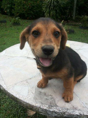 Ipoh - Magarita - Mixed Breed Dog