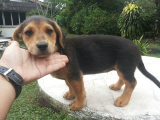 Ipoh - Magarita - Mixed Breed Dog