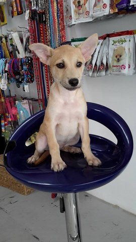 Brito - Mixed Breed Dog