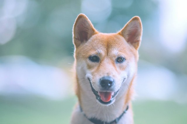 Aeris - Shiba Inu Dog