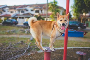 Aeris - Shiba Inu Dog