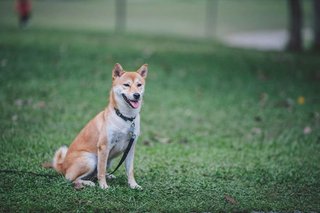 Aeris - Shiba Inu Dog