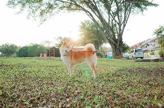 Aeris - Shiba Inu Dog