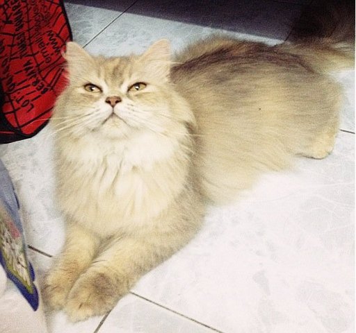 Comel - Persian Cat