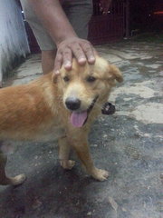 Puppy  - Terrier Mix Dog