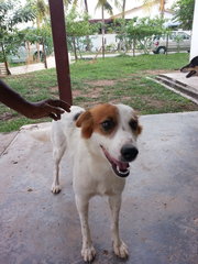 Sheila Gal In Kulim - Mixed Breed Dog