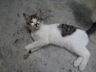 Kecik - Domestic Short Hair Cat