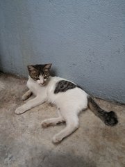 Kecik - Domestic Short Hair Cat