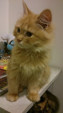 Dolly  - Ragdoll + Chinchilla Cat