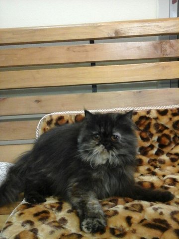 Smokey Persian - Persian Cat