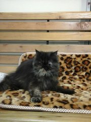 Smokey Persian - Persian Cat