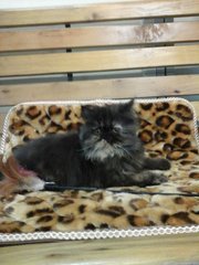 Smokey Persian - Persian Cat