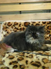 Smokey Persian - Persian Cat