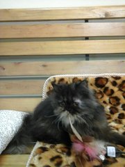 Smokey Persian - Persian Cat