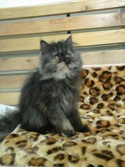 Smokey Persian - Persian Cat