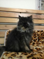 Smokey Persian - Persian Cat