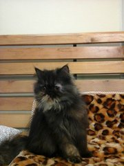 Smokey Persian - Persian Cat