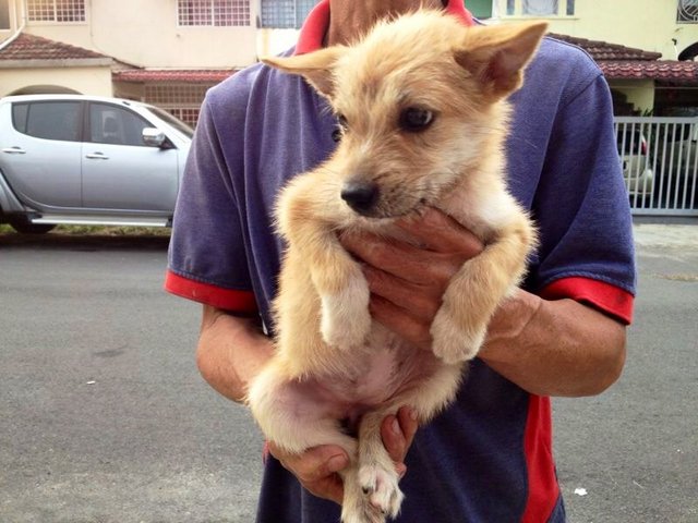 Roxy - Terrier Mix Dog