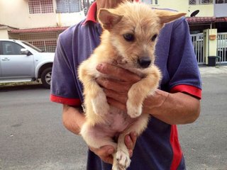 Roxy - Terrier Mix Dog