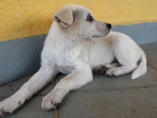 Twinkle - Mixed Breed Dog