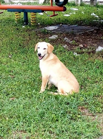 Labbie - Labrador Retriever Mix Dog