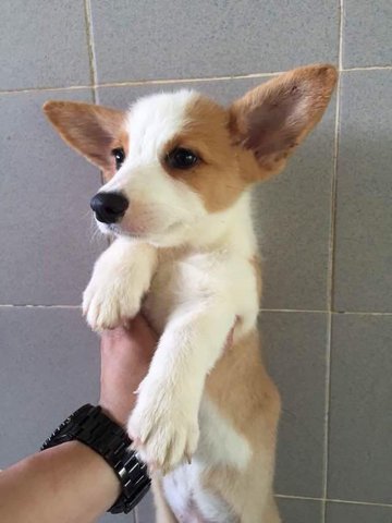 Corgi- Important  From Taiwan - Corgi Dog