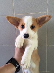 Corgi- Important  From Taiwan - Corgi Dog