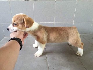 Corgi- Important  From Taiwan - Corgi Dog