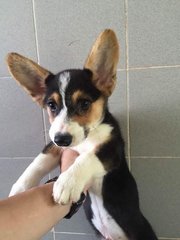 Corgi- Important  From Taiwan - Corgi Dog